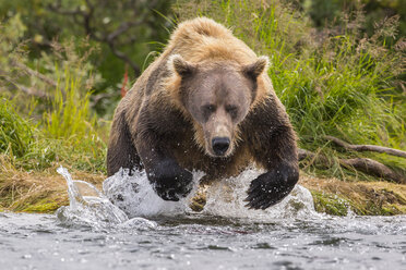 Braunbär (Ursus arctos horribilis) auf der Alaska-Halbinsel bei der Jagd nach Lachsen, Katmai-Nationalpark, Alaska, USA - AURF06526