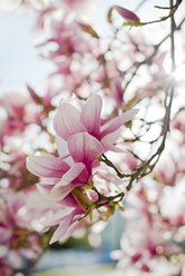 Magnolienblüten im Frühling in Rhode Island - AURF06543