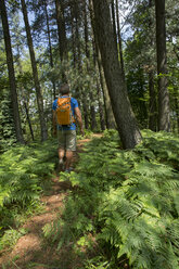Männlicher Wanderer folgt einem Pfad durch Wald und Farnkraut - AURF06550