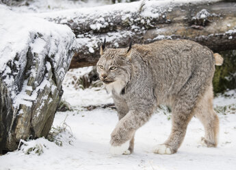 Luchs (Lynx canadensis) beim Spaziergang im Schnee, Haines, Alaska, USA - AURF06601