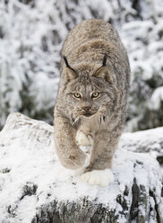 Luchs (Lynx canadensis) beim Spaziergang im Schnee, Haines, Alaska, USA - AURF06602