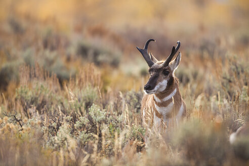 Männliches Pronghorn┬á(Antilocapra americana) auf einer Wiese im Grand Teton National Park - AURF06614