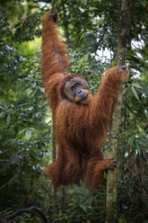 Männlicher Sumatra-Orang-Utan (Pongo abelii) hängt an einem Baum - AURF06615