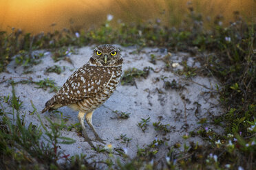 Male burrowing owl staring at camera, Cape Coral, Florida, USA - AURF06616