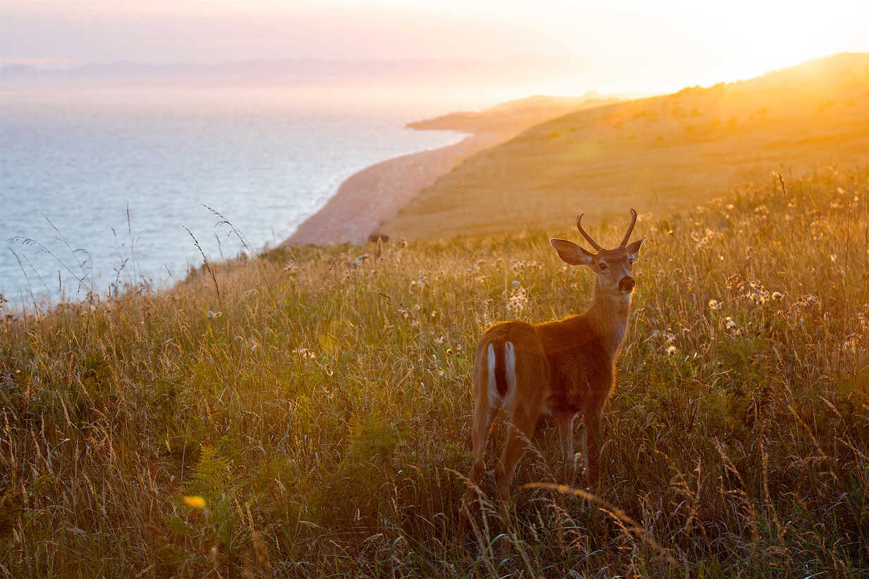 Magical Sunset At San Juan Island And A Wonderful Baby Deer stock