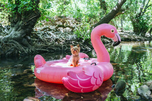Yorkshire Terrier schwimmt auf einem aufblasbaren Flamingo auf dem Wasser - KIJF02020