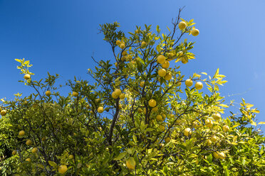 Orange fruit hanging from tree against clear blue sky, Serra do Cipo National Park, Minas Gerais, Brazil - AURF06637