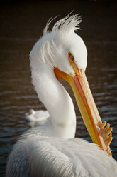 Porträt eines Pelikans im Saint James Park - AURF06674