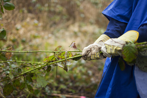 Person, die invasive Pflanzen entfernt, Himalaya-Brombeere (Rubus armeniacus) - AURF06680