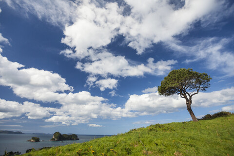 Wolken über einem einsamen Baum auf einem grasbewachsenen Hügel der Coromandel-Halbinsel, Neuseeland, lizenzfreies Stockfoto