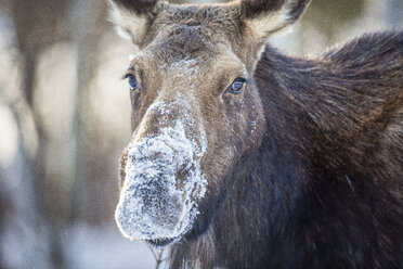 Elchkuh im Schnee, Jackson Hole, Wyoming, USA - AURF06767