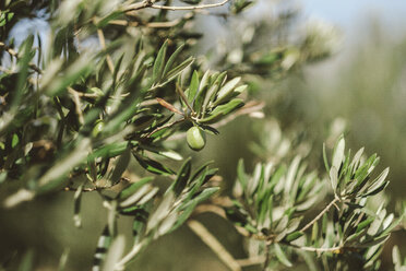 Close up of olive tree with young olive, Pamplona, Navarre, Spain - AURF06782