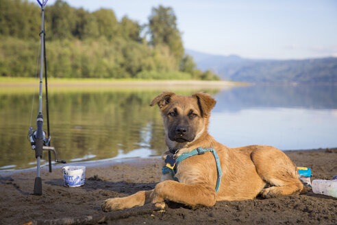 Hund sitzt am Strand des Columbia River, Portland, Oregon, USA - AURF06845