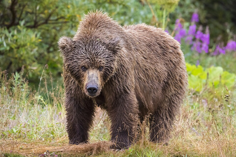 Weiblicher Alaska-Halbinsel-Braunbär (Ursus arctos horribilis) im Katmai National Park and Preserve, Alaska, USA, lizenzfreies Stockfoto