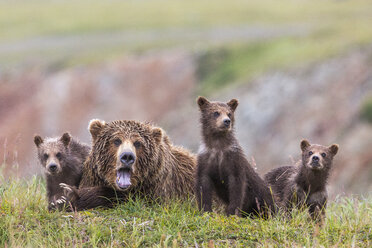 Familie der Alaska-Halbinsel-Braunbären (Ursus arctos horribilis) im Katmai National Park and Preserve, Alaska, USA - AURF06849