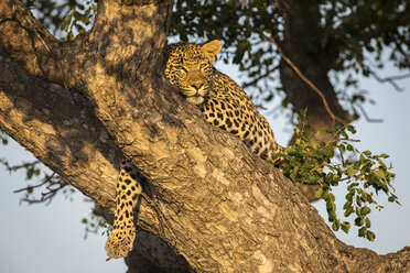 Weiblicher Leopard (Panthera pardus) hoch in einem Baum im Sabi Sands Game Reserve, Mpumalanga, Südafrika - AURF06850