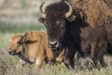 Erstes genetisch reines Bisonkalb seit 130 Jahren im Wind River Reservat geboren, Ethete, Wyoming, USA - AURF06912
