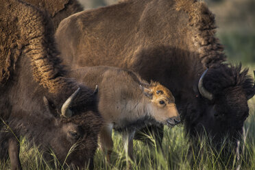 Erstes genetisch reines Bisonkalb seit 130 Jahren im Wind River Reservat geboren, Ethete, Wyoming, USA - AURF06913