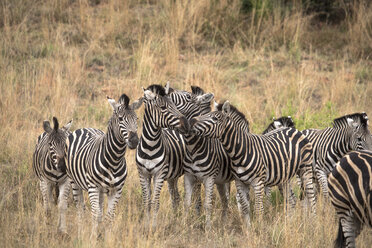 Stehende Zebraherde in der Savanne, Pilanesberg National Park, Südafrika - AURF06915