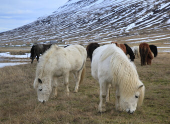 Islandpferde im Oxnadalur-Tal, Island - AURF06928