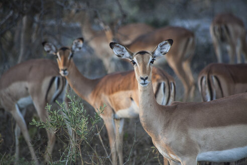 Herde Springbockantilopen (Antidorcas marsupialis), Okavango-Delta, Botsuana - AURF06955