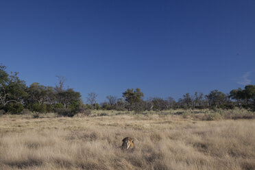 Lion (Panthera leo) lying in savannah, Kalahari Desert, Botswana - AURF06956