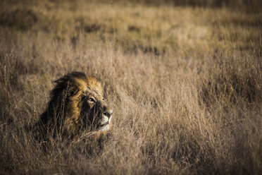 Löwe (Panthera leo) liegend in der Savanne, Okavango-Delta, Botswana - AURF06957