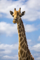 Kopfschuss einer Giraffe, Sabi Sands Game Reserve, Mpumalanga, Südafrika - AURF06960