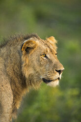 Kopfbild eines jungen männlichen Löwen (Panthera leo), Sabi Sands Game Reserve, Mpumalanga, Südafrika - AURF06961