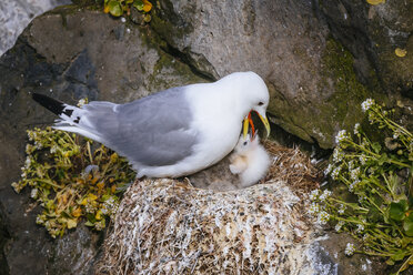 Dreizehenmöwe mit Küken im Nest, Insel Grimsey, Island - AURF06963