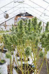 Legal Hot House Indoor Cannabis Grow Farm, Veneta, Oregon, USA - AURF06965
