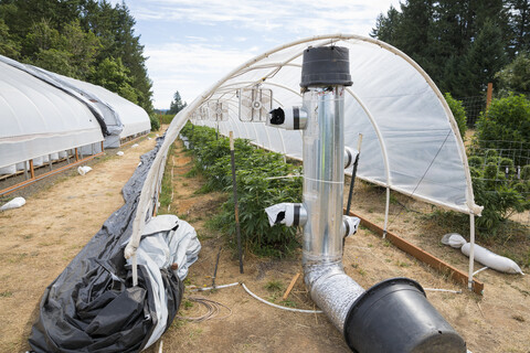Legal Hot House Indoor Cannabis Grow Farm, Veneta, Oregon, USA, lizenzfreies Stockfoto