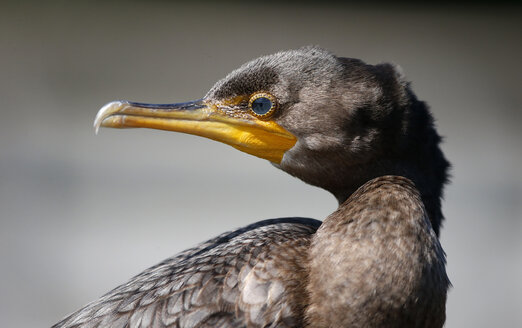 Headshot of double-crested cormorant (Phalacrocorax auritus), Miami, Florida, USA - AURF06985