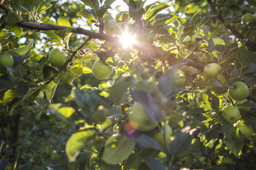 Green apples on branch, Parkdale, Oregon, USA - AURF07002