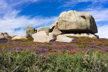 Granitstein und Wildblumen im Sommer in Ploumanach, Bretagne, Frankreich - AURF07022