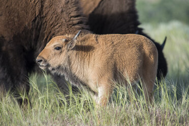 Erstes genetisch reines Bisonkalb seit 130 Jahren im Wind River Reservat geboren, Ethete, Wyoming, USA - AURF07058