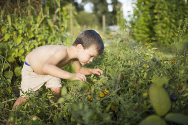 Kleiner Junge ohne Hemd untersucht die Pflanzen im Garten, Langley, British Columbia, Kanada - AURF07101