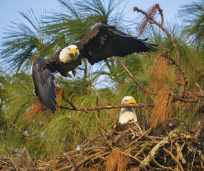 Männlicher Weißkopfseeadler (Haliaeetus leucocephalus) beim Starten vom Sitzplatz und Weibchen im Nest, Holiday, Florida, USA - AURF07145