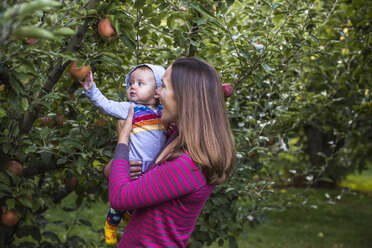 Mutter und Baby pflücken Äpfel im Obstgarten, Parkdale, Oregon, USA - AURF07165