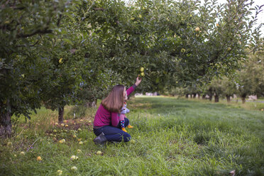 Mother and baby picking apples in orchard, Parkdale, Oregon, USA - AURF07167