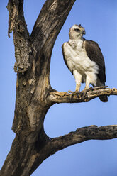 Martial eagle (Polemaetus bellicosus) perching on branch, Sabi Sands Game Reserve, Mpumalanga, South Africa - AURF07205