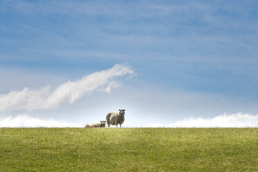 New Zealand, North Island, Sheep - MKFF00402