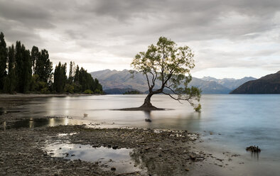 New Zealand, South Island, Otago, Wanaka, The Wanaka Tree - MKFF00427