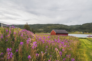 Nordnorwegen, Lappland, Rotes Holzhaus an einem Fjord - KKAF02058