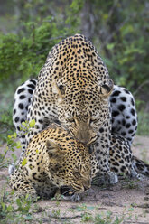 Paar Leoparden (Panthera pardus) bei der Paarung, Sabi Sands Game Reserve, Mpumalanga, Südafrika - AURF07272