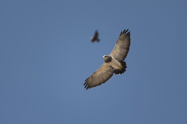 Zwei schwarzbrüstige Bussardadler fliegen gegen den klaren blauen Himmel, Esquel, Chubut, Argentinien - AURF07302