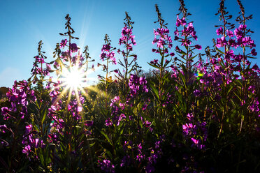 Die Sonne scheint durch die Stängel von lila blühenden Wildblumen, Whistler, British Columbia, Kanada - AURF07306