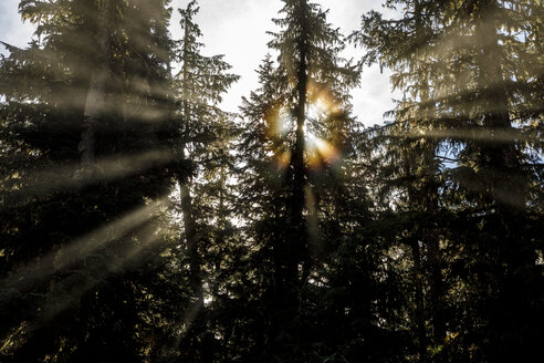 Sonnenstrahlen, die hinter Bäumen im Wald hervorleuchten, Whistler, British Columbia, Kanada - AURF07308