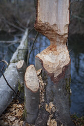 Vom Biber angeknabberter Baum, Vancouver, British Columbia, Kanada - AURF07311