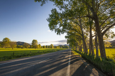 Trees growing beside empty countryside highway at dusk, New Zealand - AURF07312